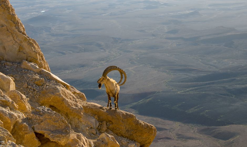 An Alpine ibex stands majestically on a rocky mountain cliff, overlooking a vast landscape.